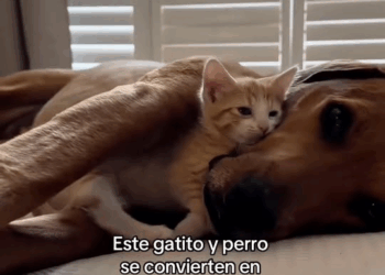 M2308020 El amor que estos animales se tienen entre sí es incondicional whole