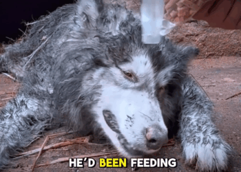 M2308022 We Bought Dog Freedom for Watch His Miracle Journey part1 part2