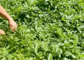 M2308023 The rescue of the puppies who had been abandoned to die