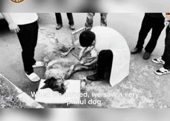 M2308024 heartless woman abandons disabled dog but she doesn know the camera is watching part2