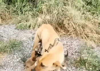 M2308025 Save the Dog straydog animalrescue rescue puppyrescue funny pets collective part2