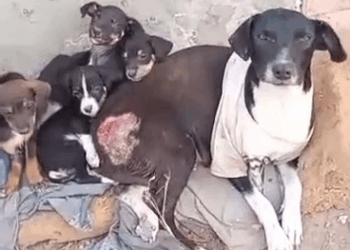 M2308026 Ayudemos Susy Vaquita sus bbs