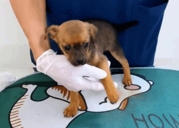 M2907059 Rescue puppies on the road rescueanimals animals rescue puppy part2