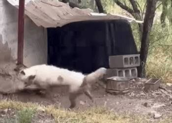 M2308029 Al borde de la locura perros amorincondicional La Ranita de Nogales part2