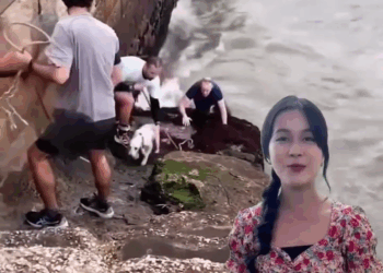 M2308031 Valentía en aguas peligrosas dog perritos rescuedog doglover perros Stuffs and more part2