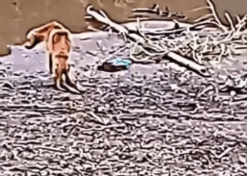 M2308032 dogloveritalia amocani cuccioliitaliani dogsofitaly CaniItaliani dog italy cute canecorso amicofedele Amici fedeli part2