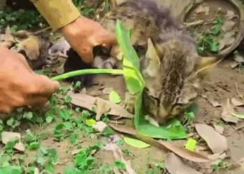 M2308034 Rescue and help cat family have new home Follow and share to make awareness to rescue more distressed animals