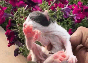 M2308035 Cat rescue rescue rescuecat rescueanimals cat fyp animals animalsoftiktok squirrelsoftiktok rescueanimals squirrel animals part2