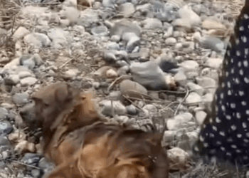 M2308036 Woman save poor dog floating in river animal rescueanimals animalsoftiktok animallover dog dogsoftiktok fyp dogsoftiktok rescu part2