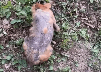 M2308037 Rescue poor dog do Love Dogs Pet cat dog cute animals foryou typ Annabelladoe part2