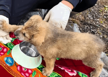 M2907060 Rescue puppy puppy puppytiktok rescue dogsoftiktok rescuedog part2