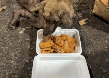 M2308038 Banyak yg melihat namun tidak peduli kepadanya mungkin dalam hati mereka ah cuma anjing kampung kecil kudisan saja Namun diantara part2