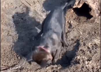 M2308040 s To be loved is to be changed Puppy Rescue part2