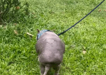 M2008006 Nobody has been able to touch this dog for years until this happened part2