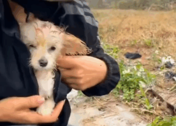 M2808002 One helpess puppy trapped in the road and then