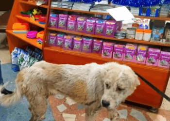 M2808003 Esperaba afuera de un supermercado NADIE le ayudaba part2