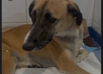 M2808004 Resilient Mother Dog Overcomes Polio and Finds New Life for Her Puppies Full story in cᴑmments Animal life part2