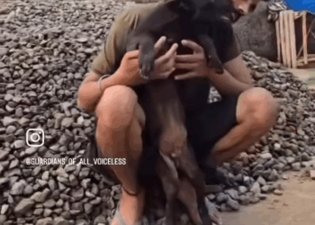 M2808005 Do you remember Banu few weeks ago we found him drowning in drain on the brink of death