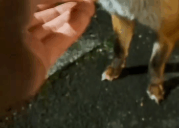 M2907061 Rescue fox rescue rescueanimals animalsoftiktok animal fox part2