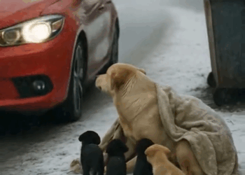 M2808007 Old Man Finds Dog Family in Snow and Brings Them to Safety dog animals Sweet memes part2