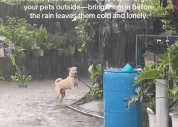 M2808008 didn expect it happened at the end Animal At Hearts part2