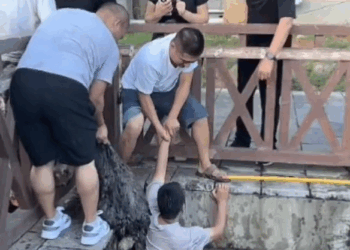 M2808010 please everyone save that dog part2