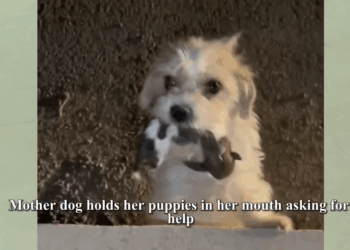 M2008043_Mother dog holds her babies in her mouth praying for help_part2