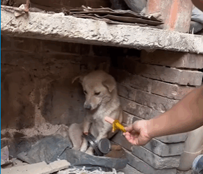 M2008050_Wounded stray mother dog tearfully showed gratitude after rescuers saved her and her puppy._part2