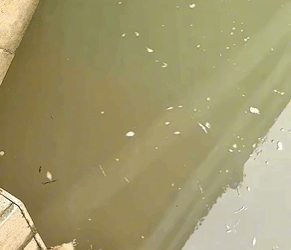 M2808011 dog dogsoftiktok poordog rescuedog part2