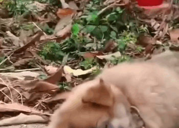 M2808012 This Story will break your heart part2