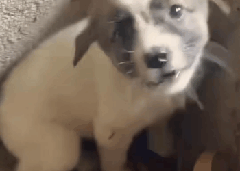 M2808013 dog animals animalsrescue cat fyp part2