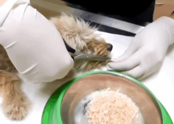 M2907062 Rescue dog abandoned in dirty puddle rescueanimals animalsoftikt