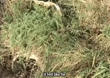 M2808014 He Barked at Me But Was Really Crying for Rescue People love animals part2