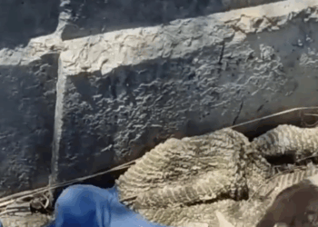 M2808015 Followed Strange Sound and Found THIS Puppy People love animals part2