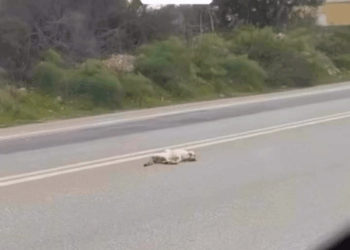 M2808017 Rescue baby fox rescue rescueanimals animals animalsoftiktok fox part2