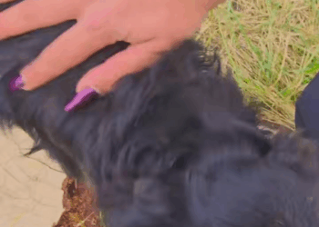 M2808020 Replying to dassokay just found this little guy today straydog a