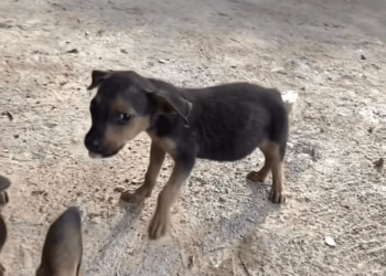 M2808022 Today went to get some food for my little friend