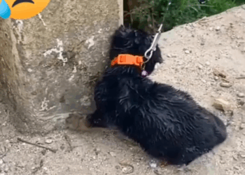 M0208001 Habia abandonado este bebé amarrado una viga de una puente