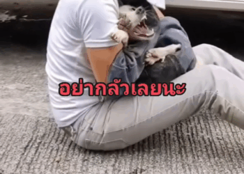 M2808025 BS Khajon Khajon Dog Stray Dog Poor People Part 2