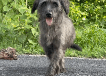 M2808026 bella esperanza