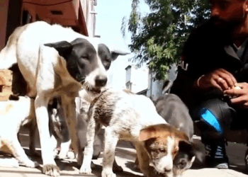 M2808027 Rescue poor puppy animals animalsoftiktok rescueanimals rescuedog puppy Pets Family Rescue part2