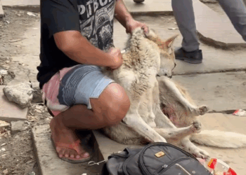 M2808028 Boss, please accept my compliments, you are doing well, Md Abdul Kaium part2