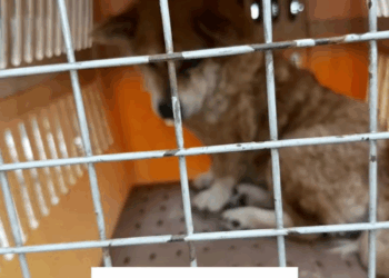 M2808030 HANA rescues part2