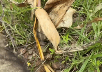 M2808031 Esta pequeña lloraba desesperadamente en una comunidad de Ayacucho Perú sus gritos de dolor se escuchaban pero nadie parecía escuc part2