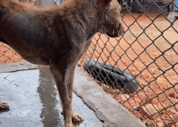 M2808032 Video by theworldisonebigfamily part2