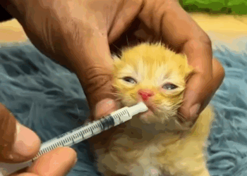 M0208001 premature kitten is adopted by surrounding cats part2