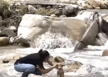 M3108001 saved Dog dog puppy rescuedog Dog Is My Life part2