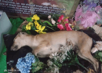 M3108002 Baunin mo doggie elber ang binigay kong pagpapa halaga sayo runfreefurbabies PAPS JinoK part2