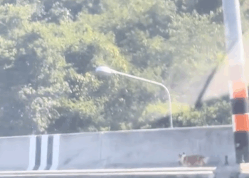 M3108003 I’m not sure how he got here, but throughout the several kilometers we’ve been trying to find a way to help him. I hope he’s safe.