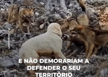 M3108004 Cães se encontram com uma alcateia part2